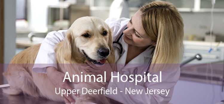 Animal Hospital Upper Deerfield - New Jersey