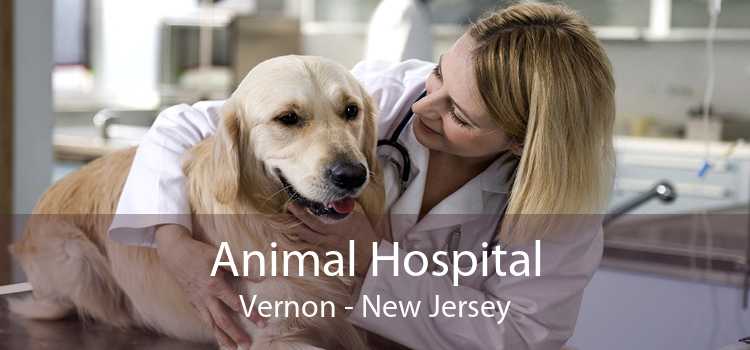 Animal Hospital Vernon - New Jersey