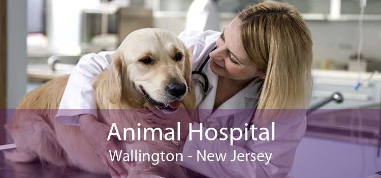 Animal Hospital Wallington - New Jersey