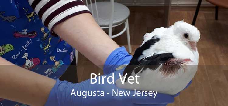 Bird Vet Augusta - New Jersey