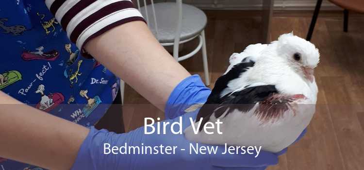 Bird Vet Bedminster - New Jersey