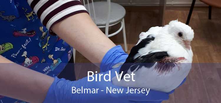 Bird Vet Belmar - New Jersey