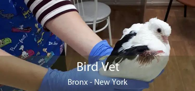 Bird Vet Bronx - New York