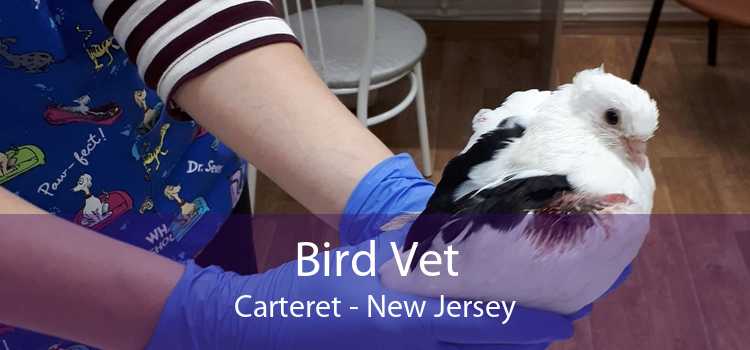 Bird Vet Carteret - New Jersey