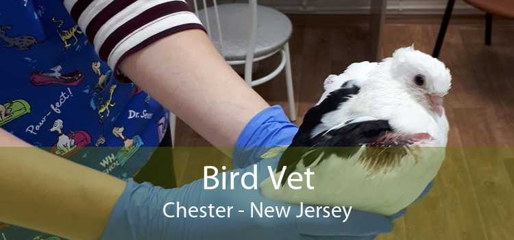 Bird Vet Chester - New Jersey