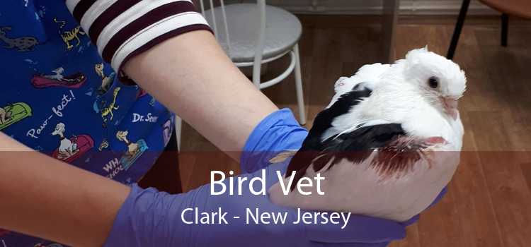 Bird Vet Clark - New Jersey