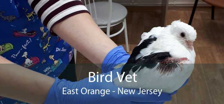 Bird Vet East Orange - New Jersey