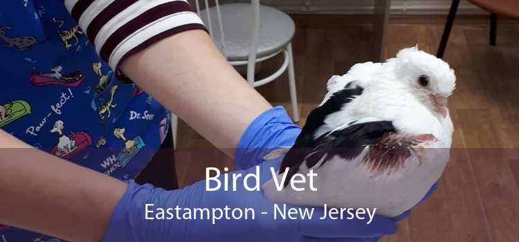Bird Vet Eastampton - New Jersey