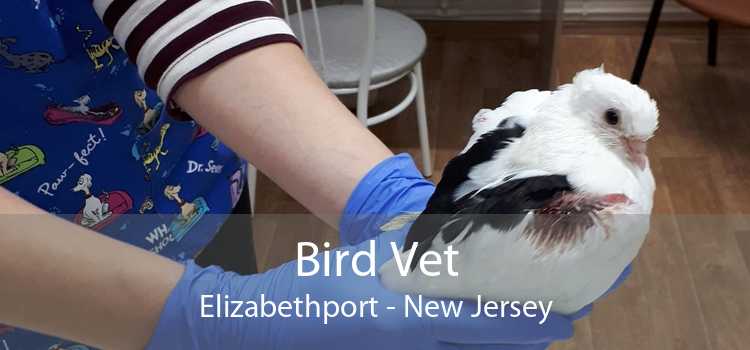 Bird Vet Elizabethport - New Jersey