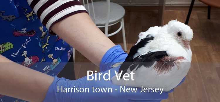 Bird Vet Harrison town - New Jersey