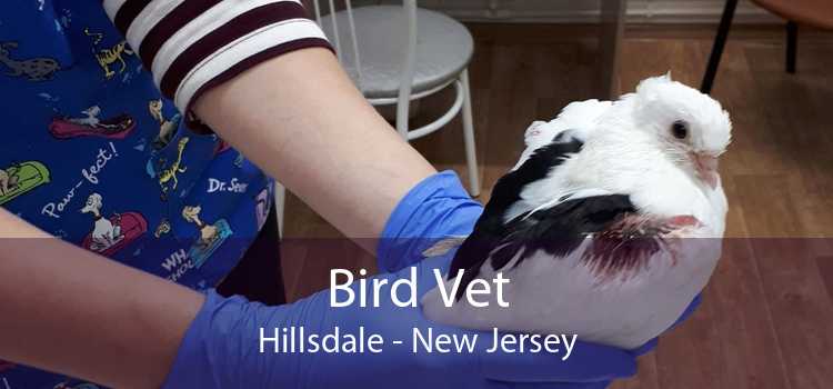 Bird Vet Hillsdale - New Jersey
