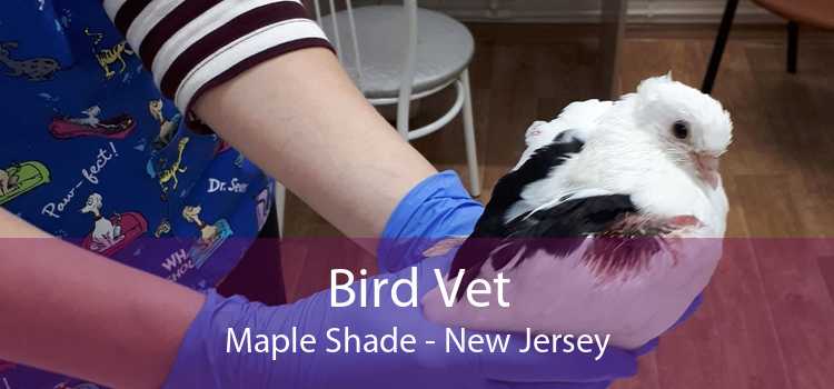 Bird Vet Maple Shade - New Jersey