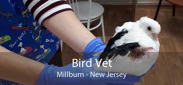 Bird Vet Millburn - New Jersey