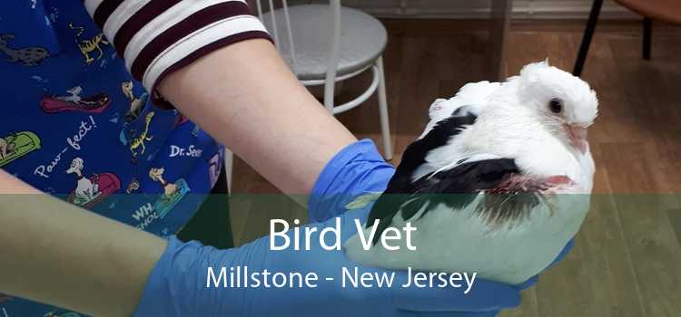 Bird Vet Millstone - New Jersey