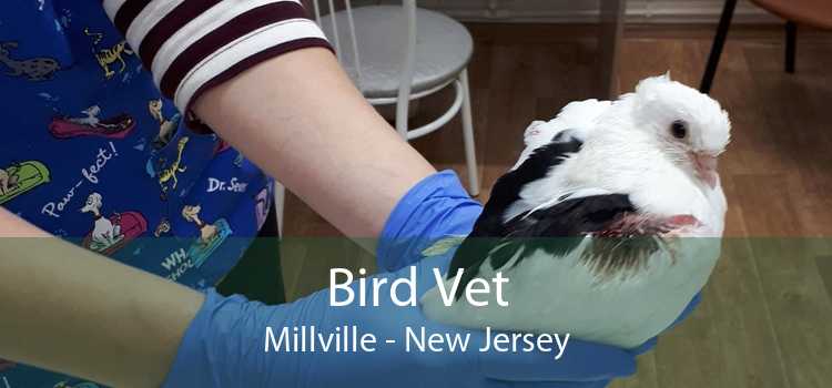 Bird Vet Millville - New Jersey