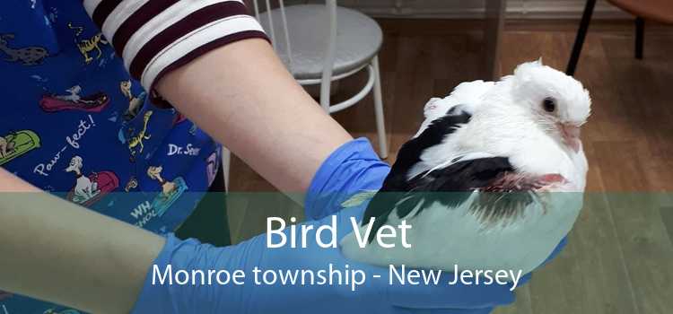 Bird Vet Monroe township - New Jersey