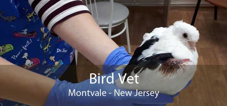 Bird Vet Montvale - New Jersey