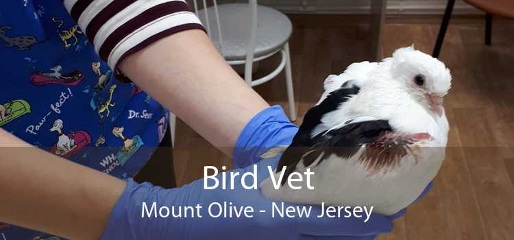 Bird Vet Mount Olive - New Jersey
