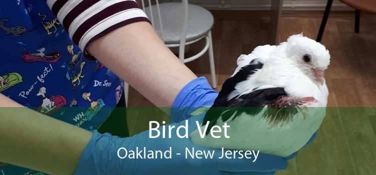 Bird Vet Oakland - New Jersey