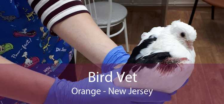 Bird Vet Orange - New Jersey