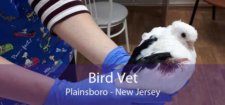 Bird Vet Plainsboro - New Jersey