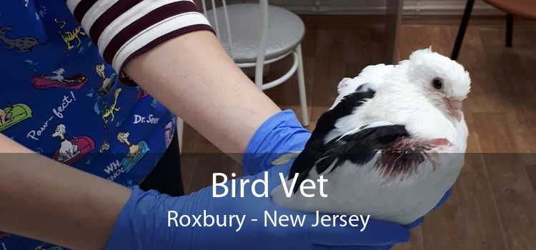 Bird Vet Roxbury - New Jersey