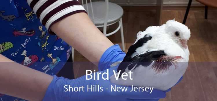 Bird Vet Short Hills - New Jersey
