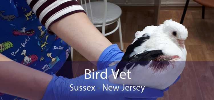 Bird Vet Sussex - New Jersey