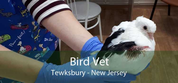 Bird Vet Tewksbury - New Jersey
