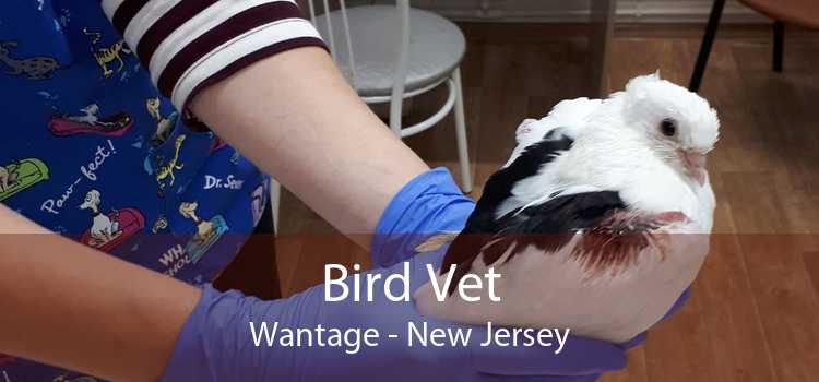 Bird Vet Wantage - New Jersey
