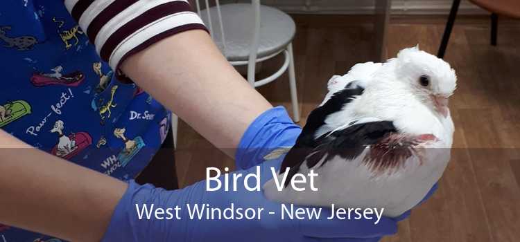 Bird Vet West Windsor - New Jersey