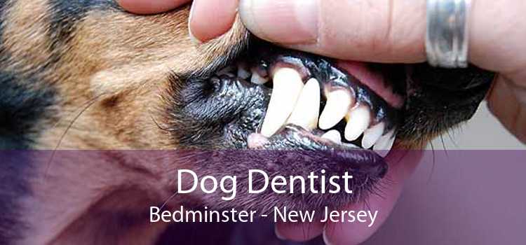 Dog Dentist Bedminster - New Jersey