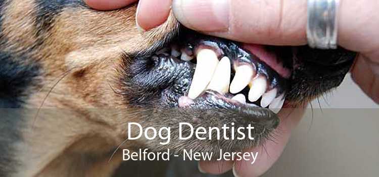 Dog Dentist Belford - New Jersey