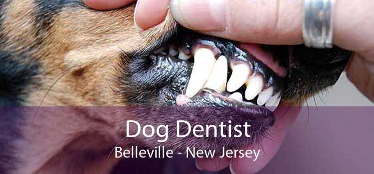 Dog Dentist Belleville - New Jersey
