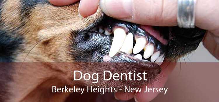 Dog Dentist Berkeley Heights - New Jersey