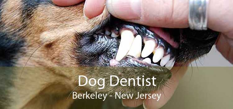 Dog Dentist Berkeley - New Jersey