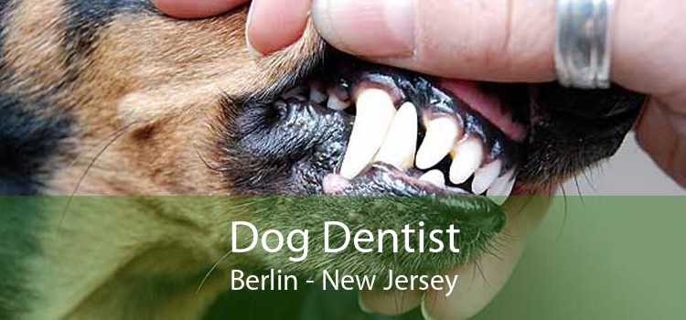 Dog Dentist Berlin - New Jersey