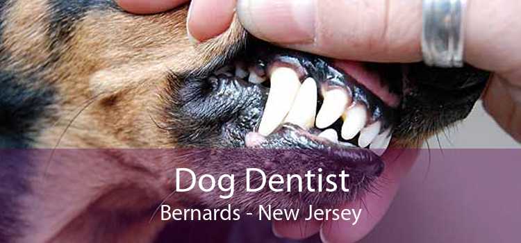 Dog Dentist Bernards - New Jersey