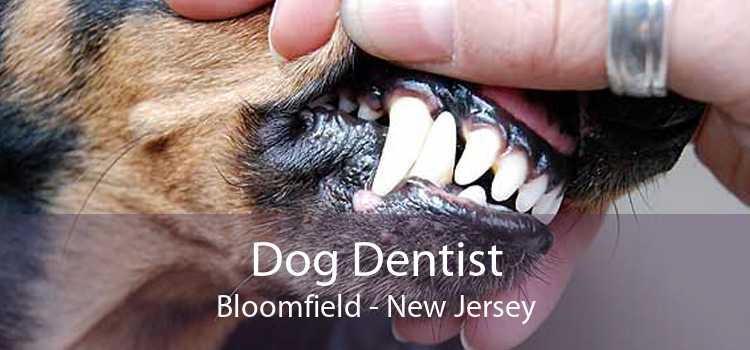 Dog Dentist Bloomfield - New Jersey