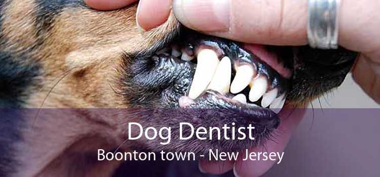 Dog Dentist Boonton town - New Jersey