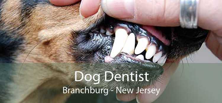 Dog Dentist Branchburg - New Jersey