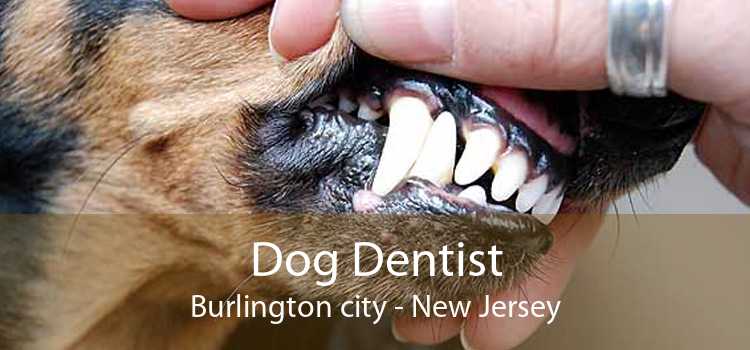 Dog Dentist Burlington city - New Jersey