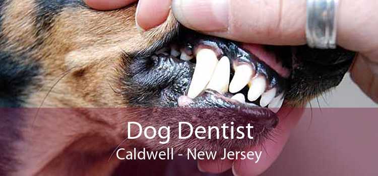 Dog Dentist Caldwell - New Jersey