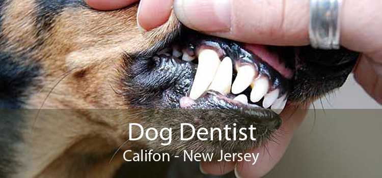 Dog Dentist Califon - New Jersey