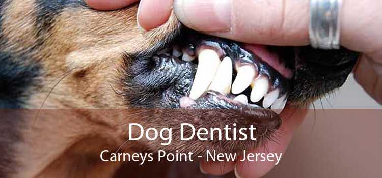 Dog Dentist Carneys Point - New Jersey