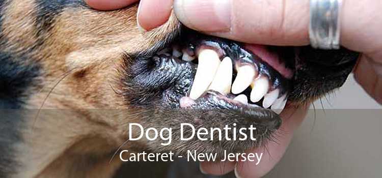 Dog Dentist Carteret - New Jersey