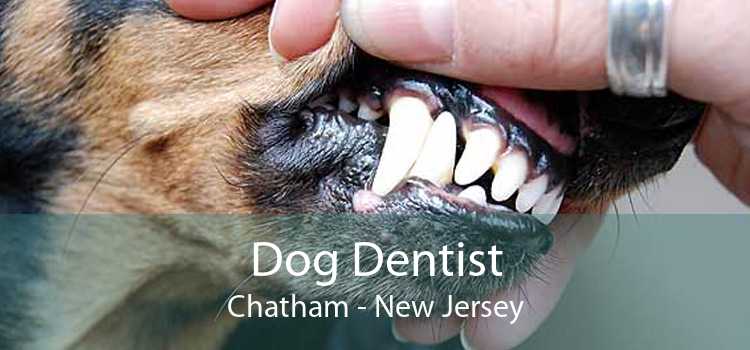 Dog Dentist Chatham - New Jersey