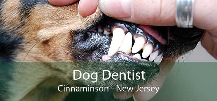 Dog Dentist Cinnaminson - New Jersey