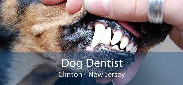 Dog Dentist Clinton - New Jersey