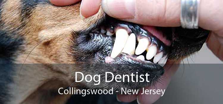 Dog Dentist Collingswood - New Jersey